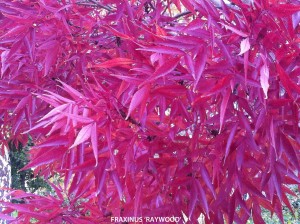 Fraxinus angustifolia 'Raywood' - fall
